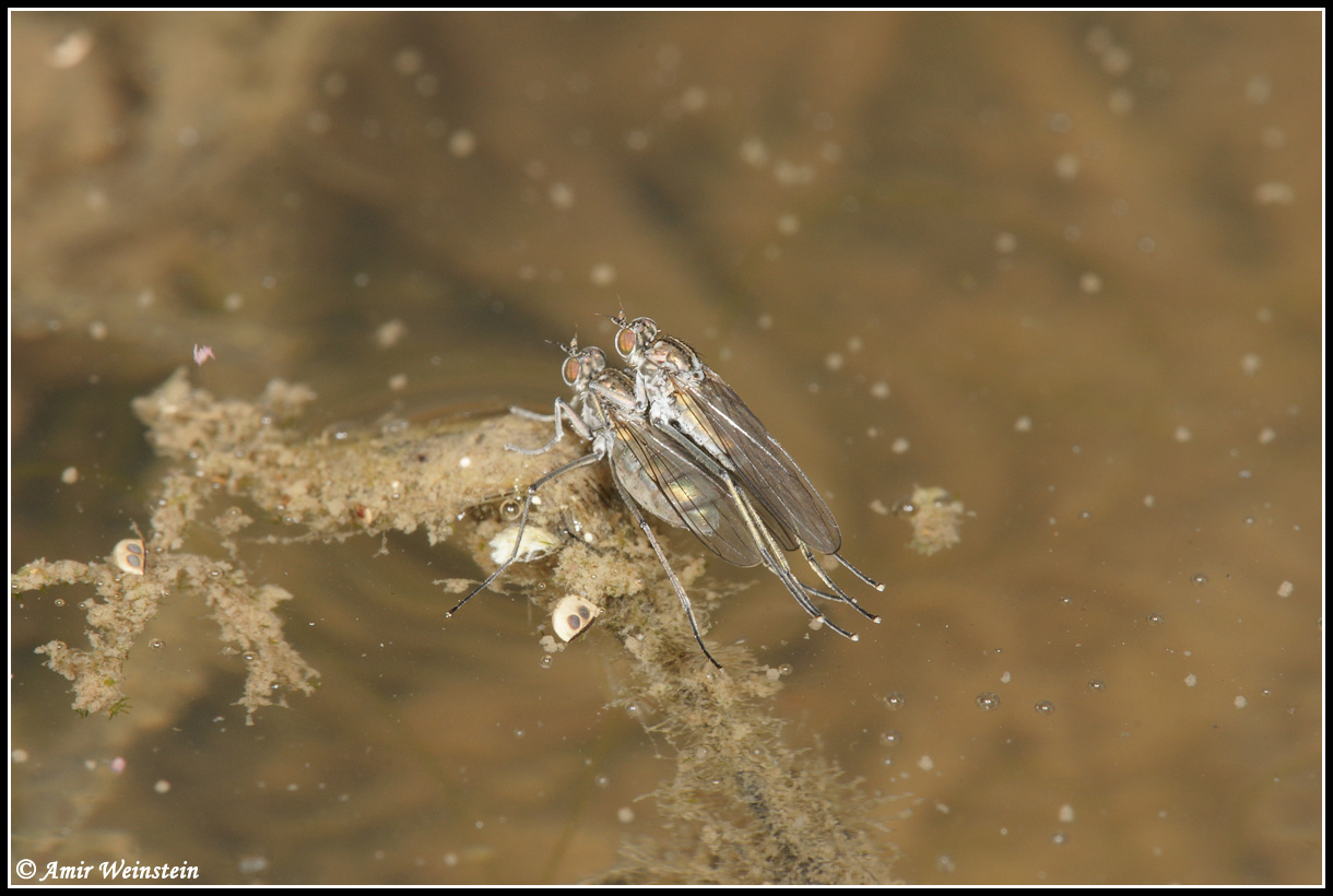 Diptera d''Israele